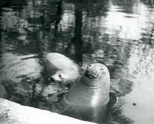 Zwei südliche See-Elefanten in ihrem Becken im Londoner Zoo, 20. April 1914